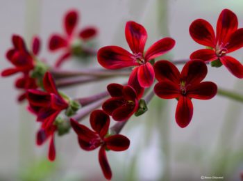 Raffreddore e sintomi influenzali: Pelargonium sidoides