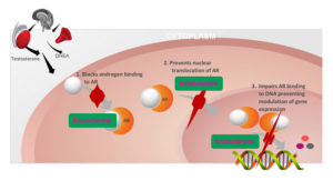 Enzalutamide - Meccanismo d'azione