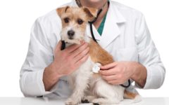 veterinario-IL TUO FARMACISTA