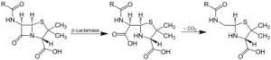 Azione dell’enzima β-lattamasi