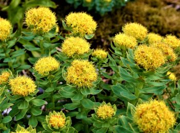 Rhodiola rosea: alleata del benessere psicofisico