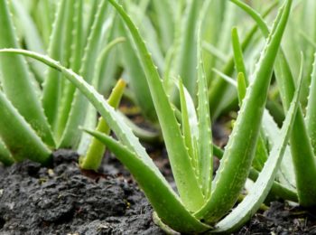 Depurarsi con l’Aloe vera