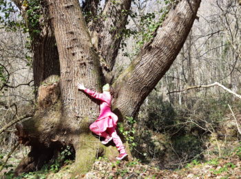 La silvoterapia ed il tree hugging