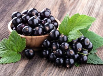 Ribes nigrum: un antistaminico naturale