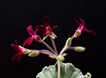 Pelargonium Sidoides: che ruolo potrebbe avere contro il Covid-19 ?