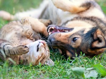 DIFENDERE CANI E GATTI DA INSETTI E PARASSITI 