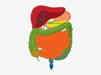 L’importanza degli enzimi digestivi nelle terapie croniche con inibitori di pompa protonica