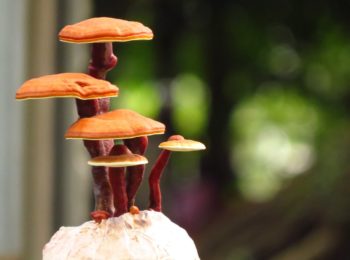 Funghi terapeutici: il Ganoderma Lucidum o Reishi