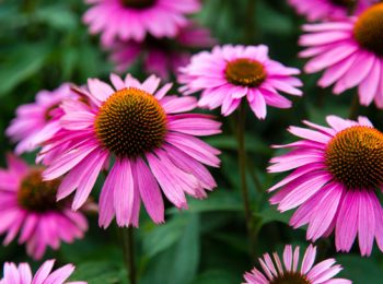 Echinacea e difese immunitarie: usi e proprietà