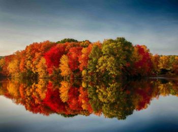 “The autumn foliage” e le proprietà di alcune sostanze organiche naturali