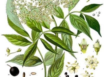 Proprietà terapeutiche del Sambucus Nigra